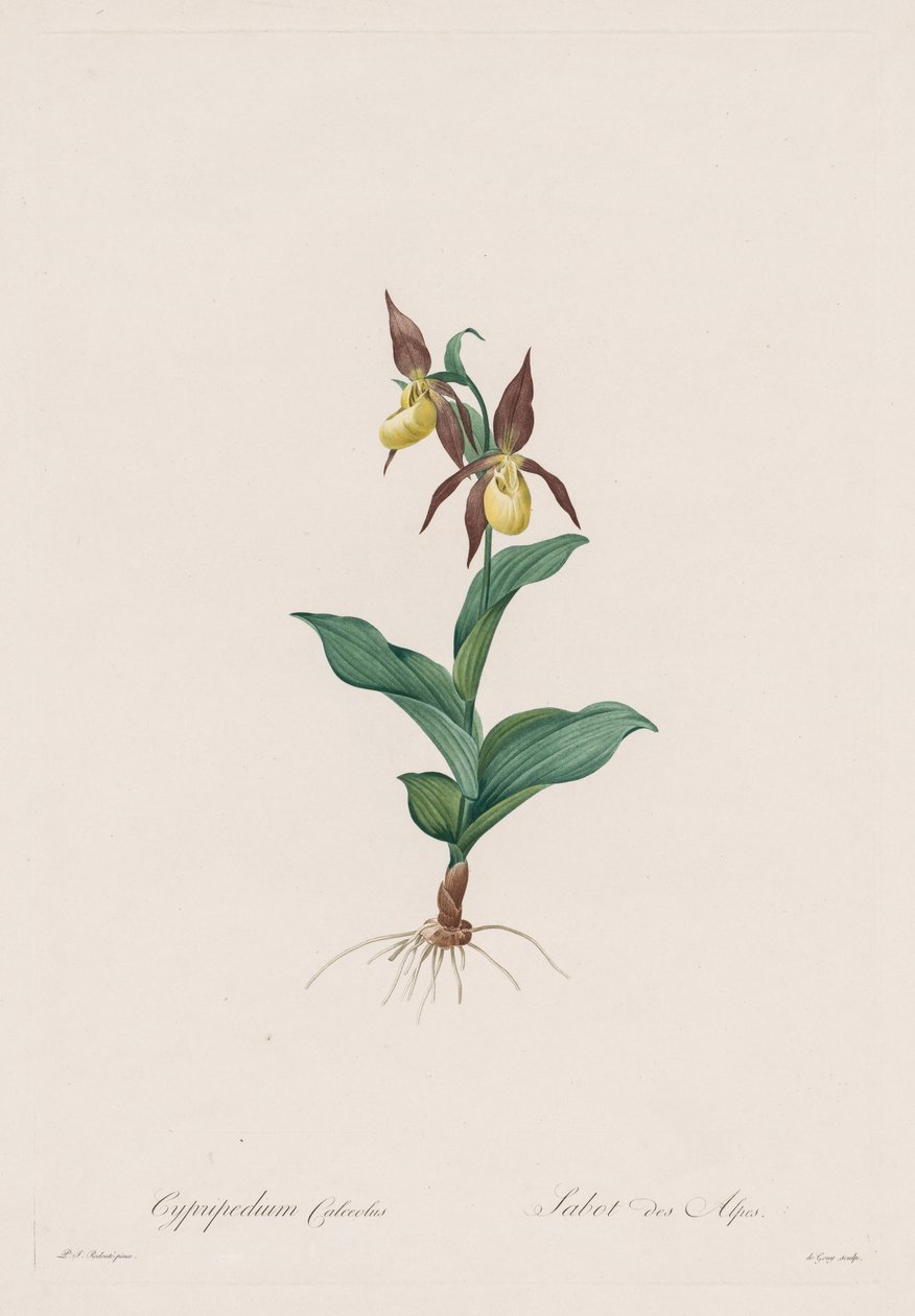 Les Liliacées: buty Cypripedium, 1802-1816. autorstwa Pierre Joseph Redouté