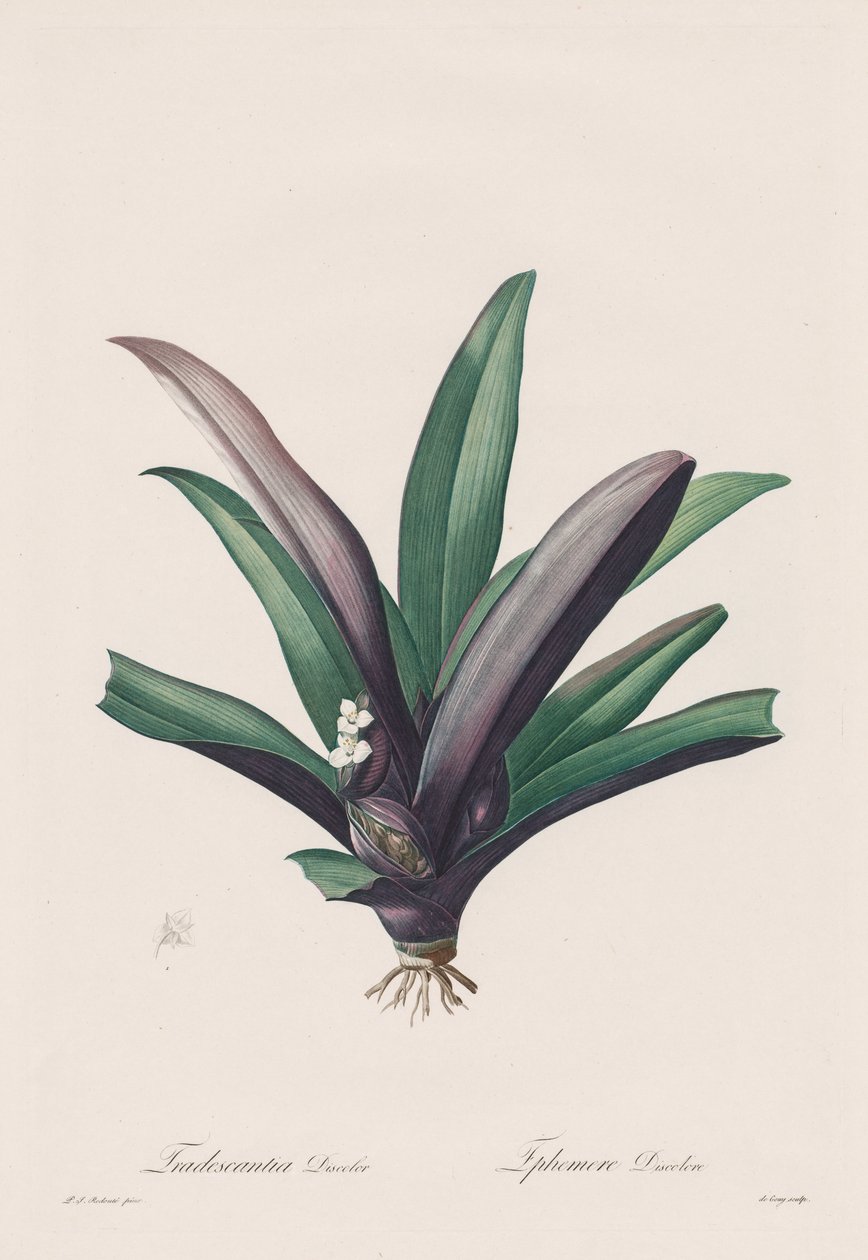 Les Liliacées: Odbarwienie Tradescantia, 1802-1816. autorstwa Pierre Joseph Redouté