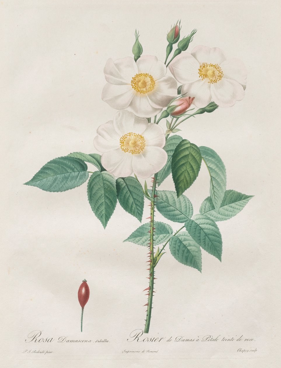 Les Roses: Rosa Damascena, subalba, 1817-1824. autorstwa Pierre Joseph Redouté