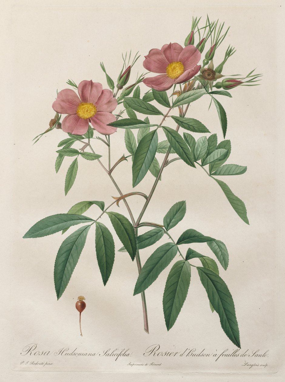 Róże: Rosa Hudsoniana Salicifolia, 1817-1824. autorstwa Pierre Joseph Redouté