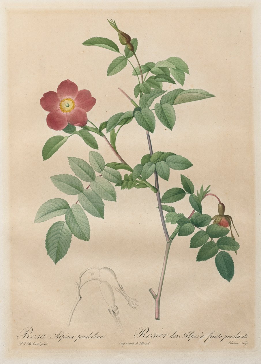 Les Roses: Rosa alpina pendulina, 1817-1824. autorstwa Pierre Joseph Redouté