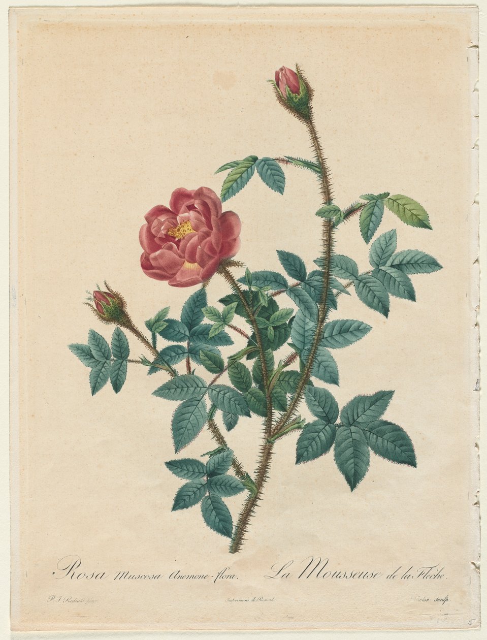 Róża mchu, 1817-1824. autorstwa Pierre Joseph Redouté