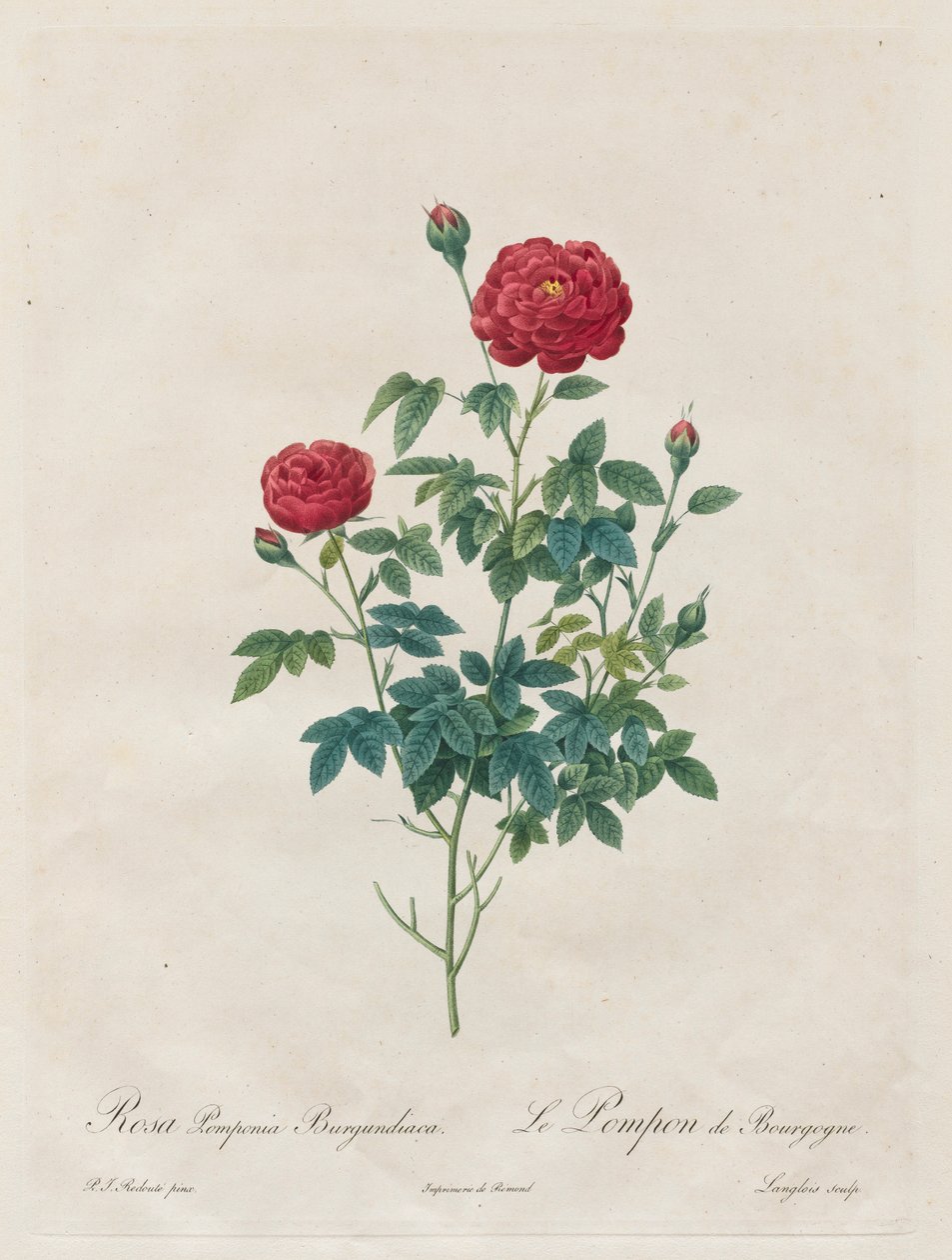 Różowy pompon, 1817-1824. autorstwa Pierre Joseph Redouté