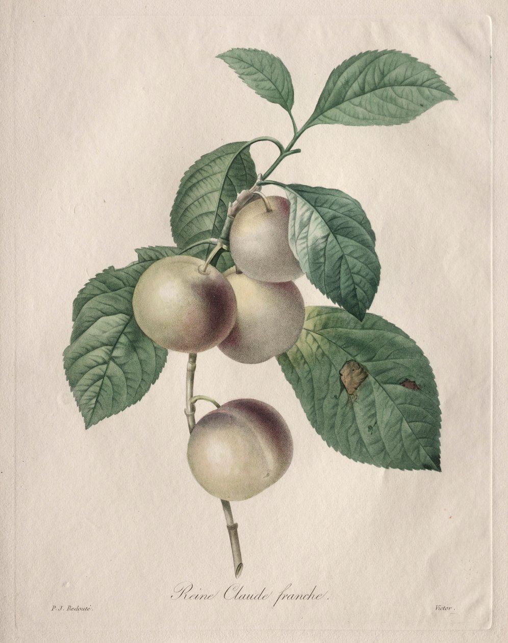 Reine Claude Śliwka, 1827. autorstwa Pierre Joseph Redouté