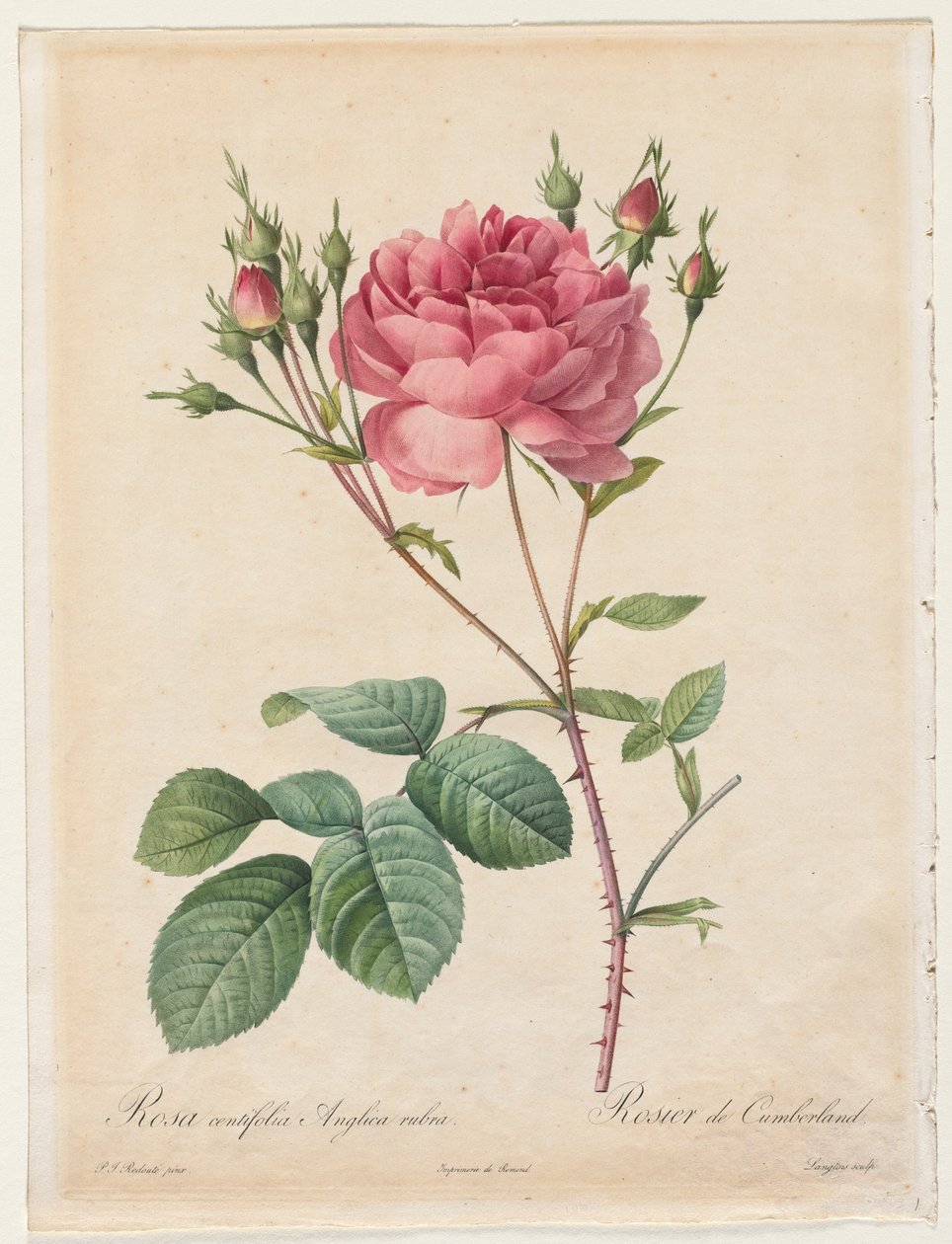 Rosa Centifolia Anglica Rubra, 1817-1824. autorstwa Pierre Joseph Redouté