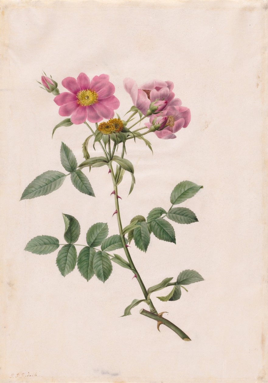 Wzgórze Rosa Monsonian, 1817-1824. autorstwa Pierre Joseph Redouté