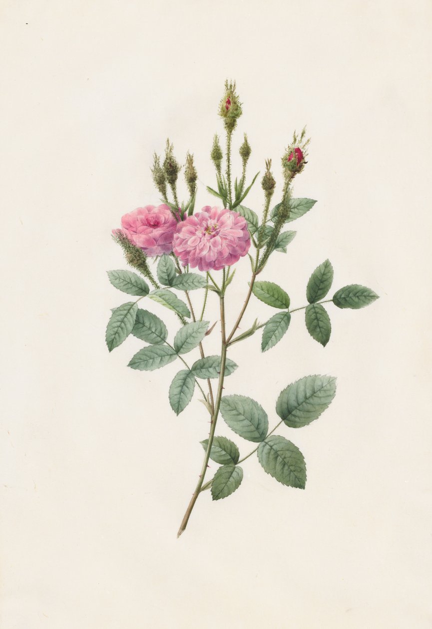 Rosa Pomponiana Muscosa, 1817-1824. autorstwa Pierre Joseph Redouté