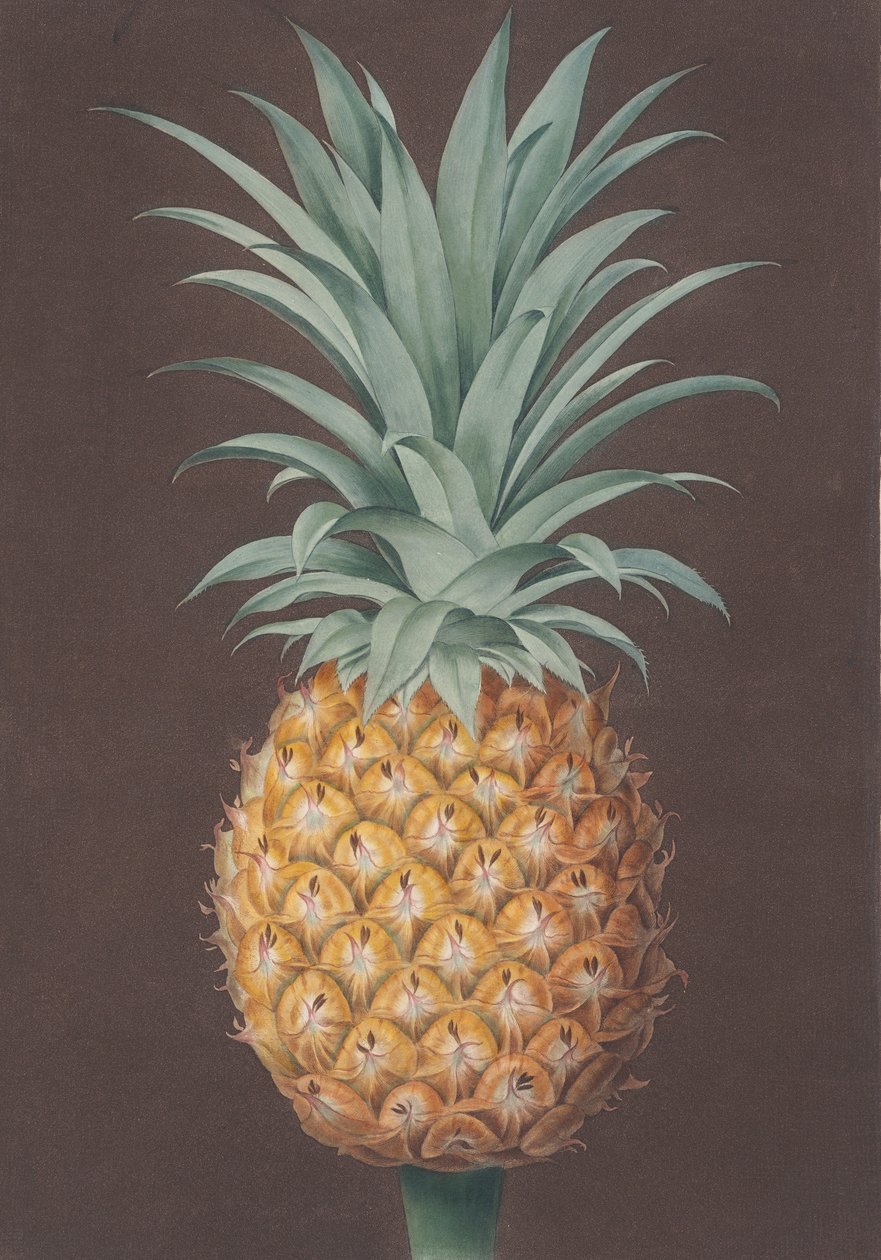 Sosna Antigua o zielonych liściach, 1807 r. autorstwa Henri Merke