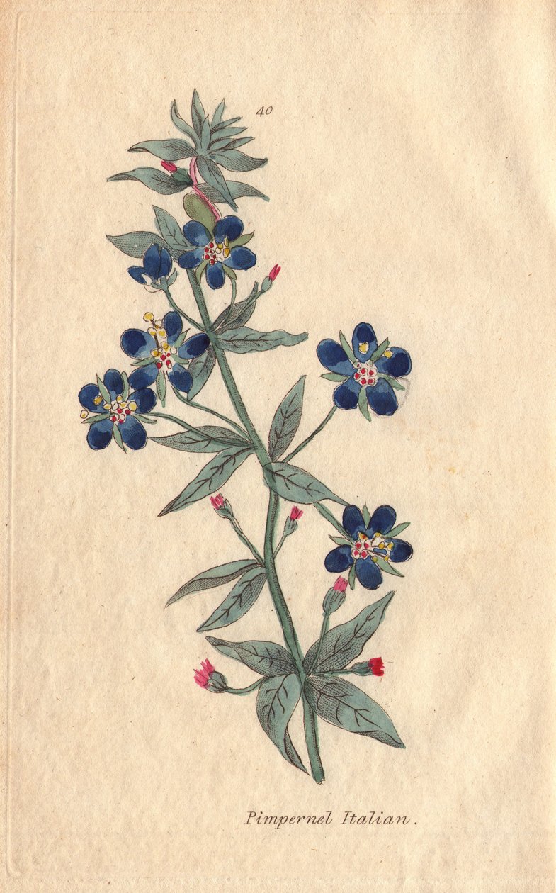 Włoski pimpernel, Anagallis monellis, kwiat autorstwa Henrietta Moriarty