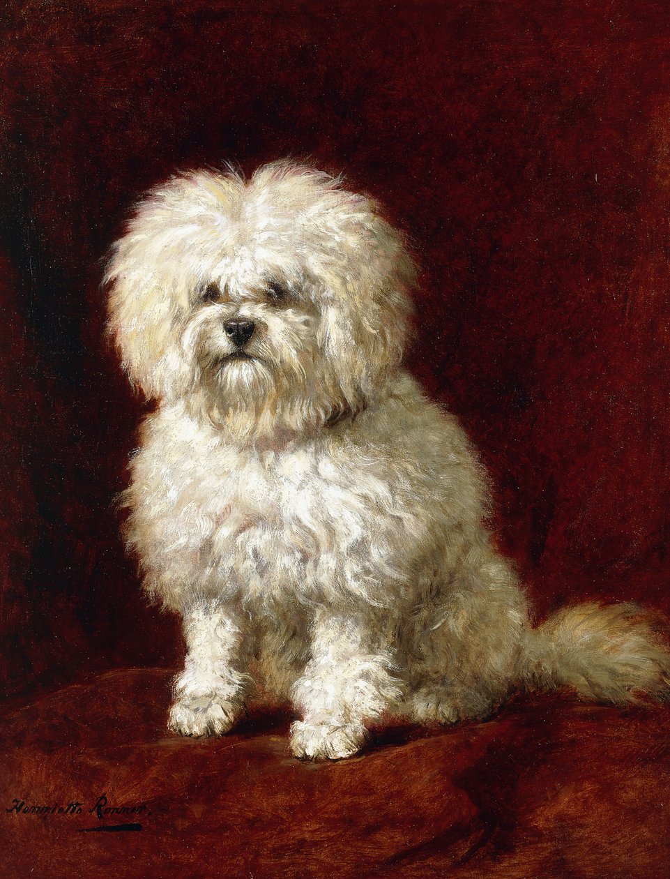 Pudel, autorstwa Henriëtte Ronner Knip