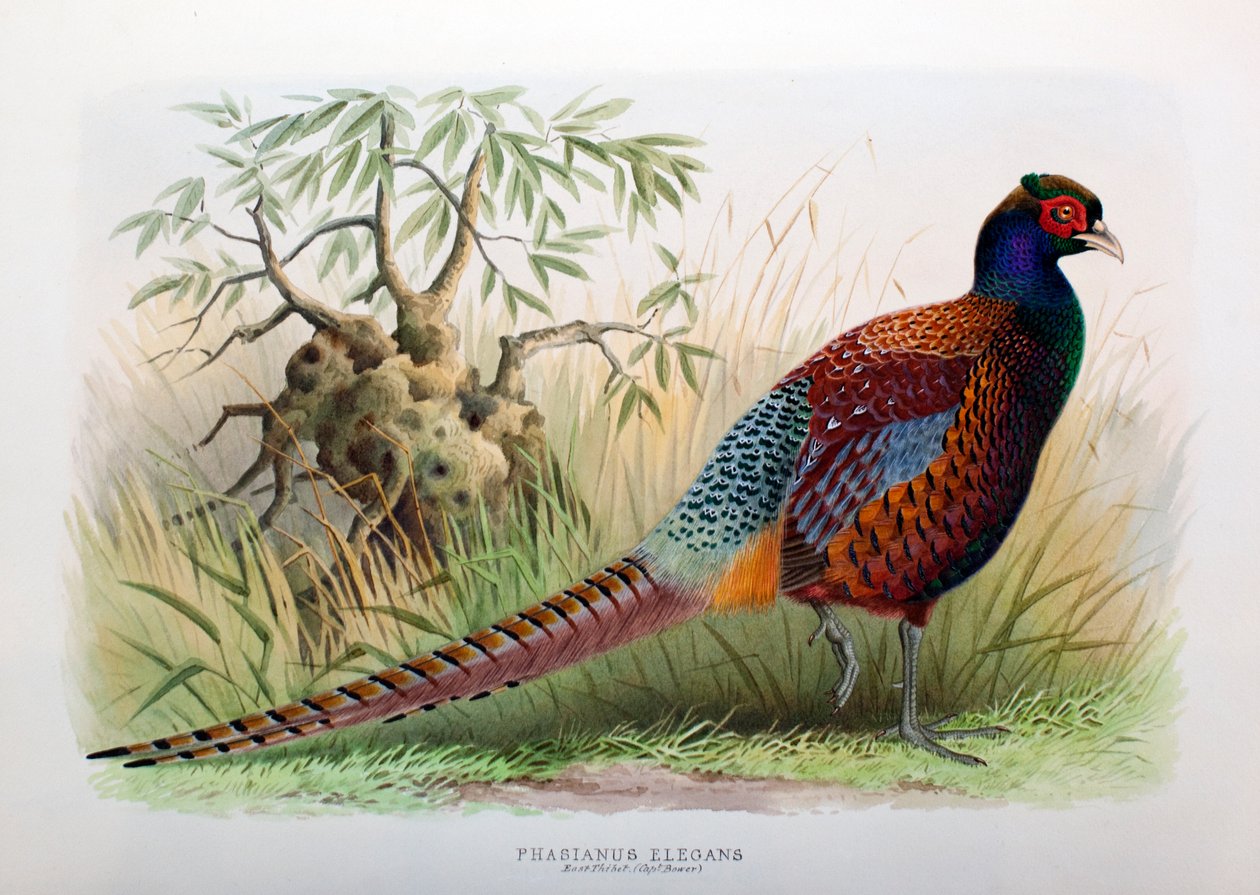 Fasianus Elegans, 1906-7 autorstwa Henry Jones