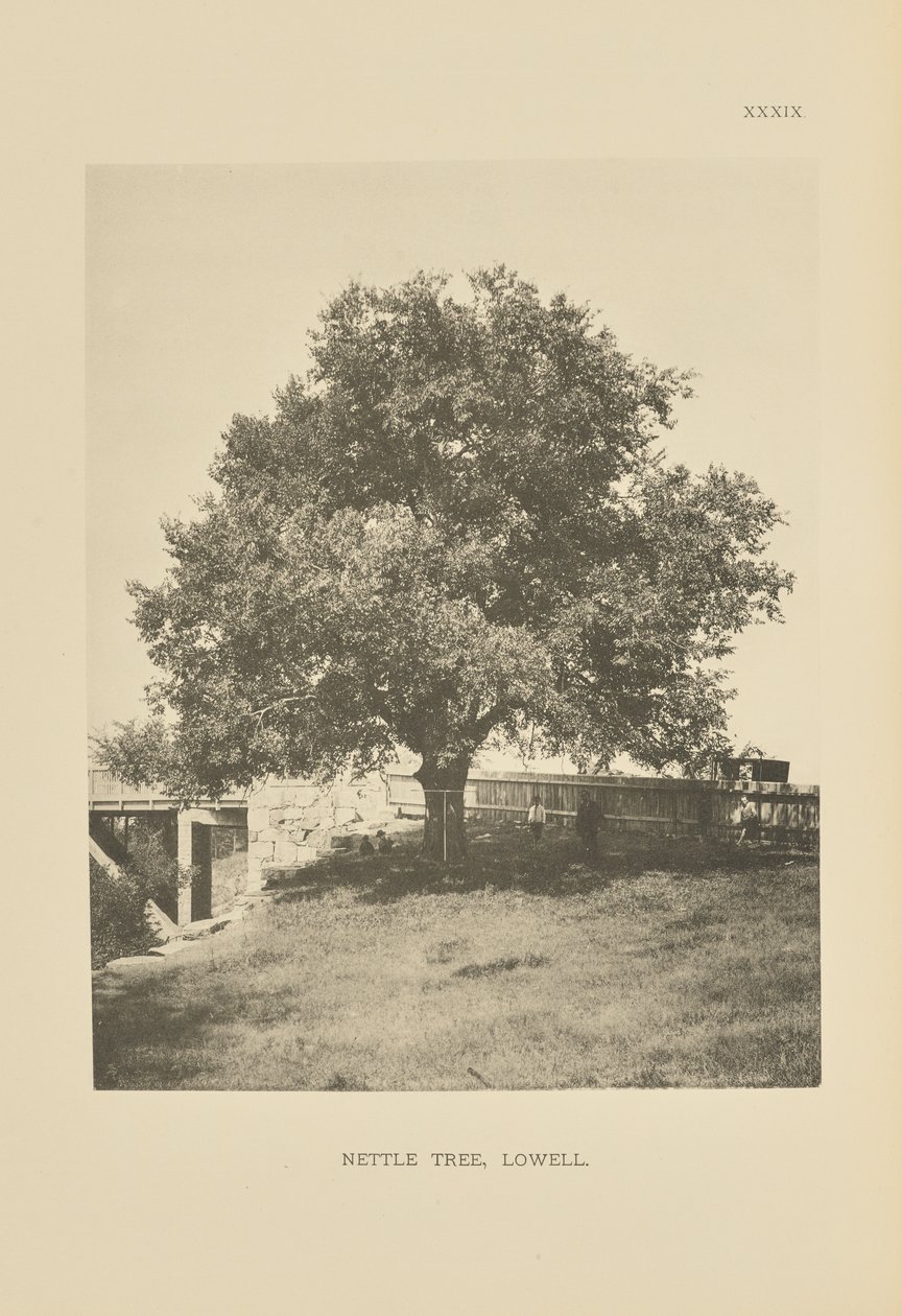 Nettle Tree, Lowell autorstwa Henry Brooks