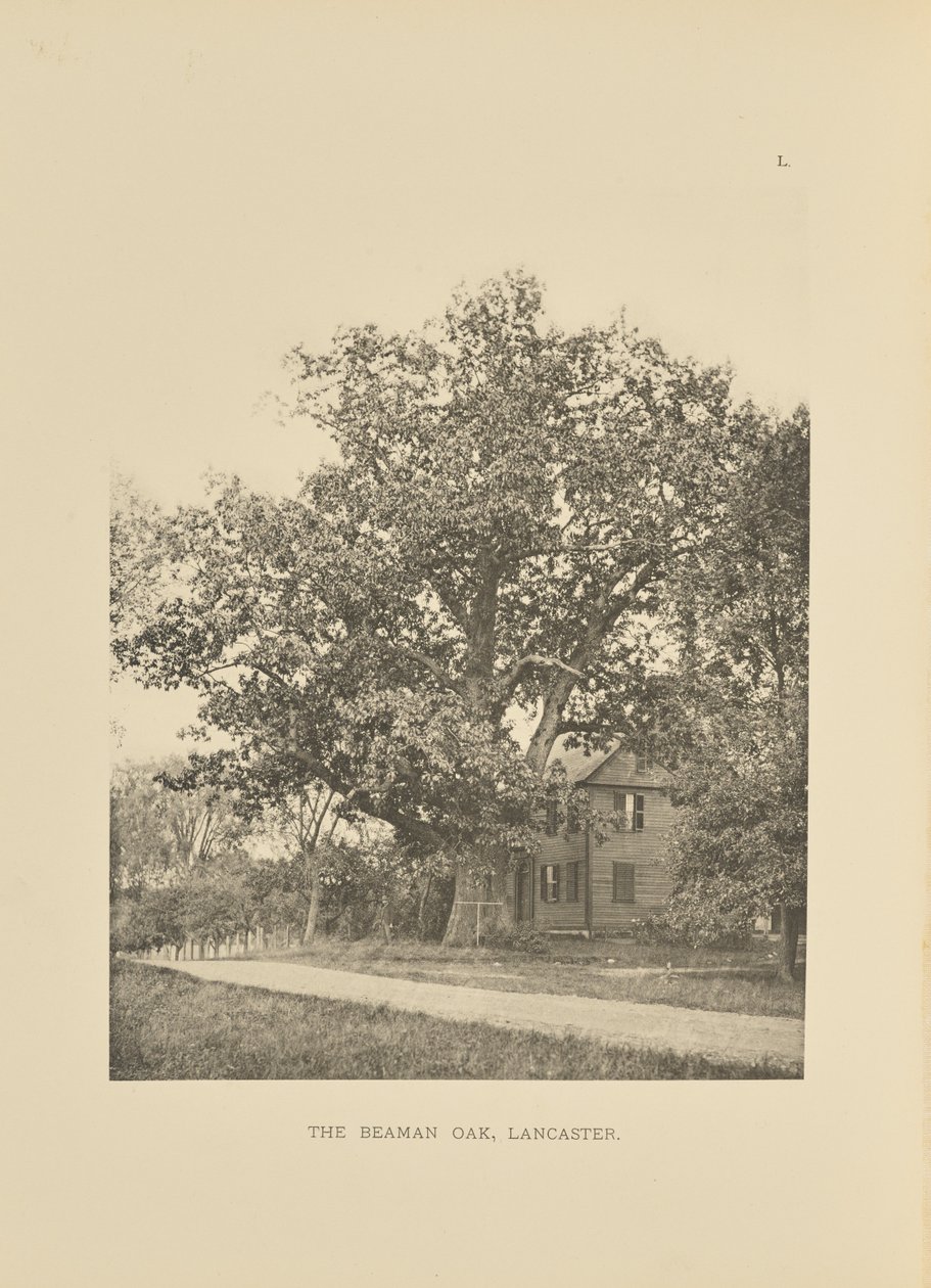 The Beaman Oak, Lancaster autorstwa Henry Brooks