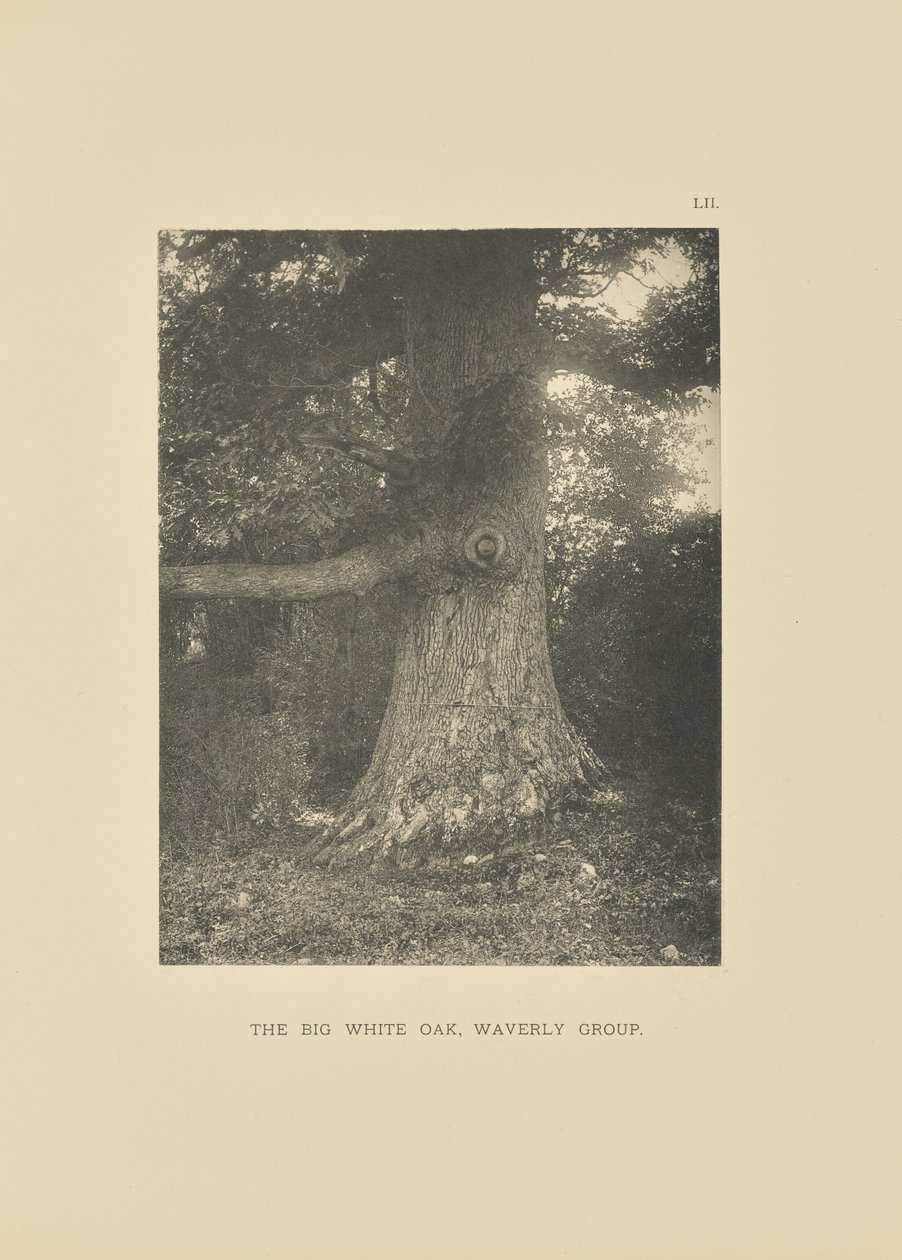 The Big White Oak, Waverly Group autorstwa Henry Brooks