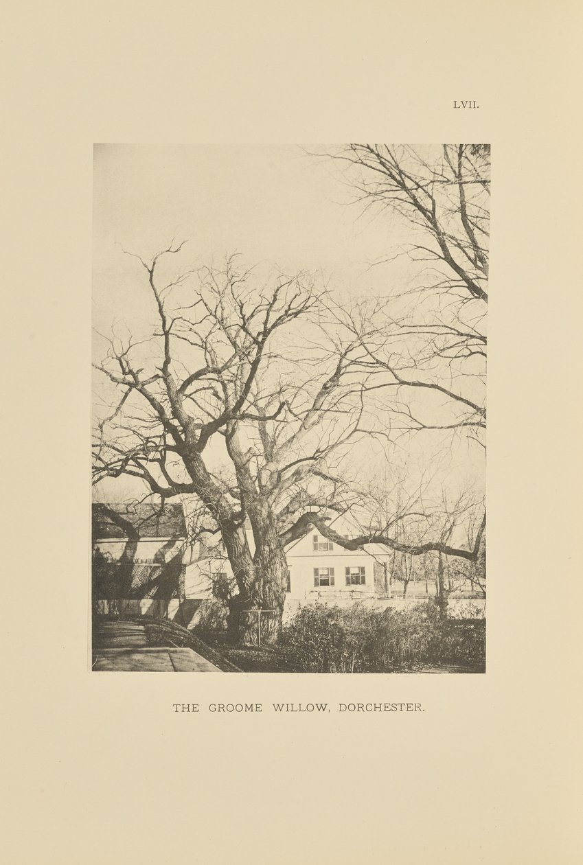 The Groome Willow, Dorchester autorstwa Henry Brooks
