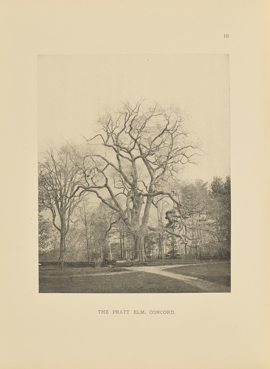 The Pratt Elm, Concord autorstwa Henry Brooks