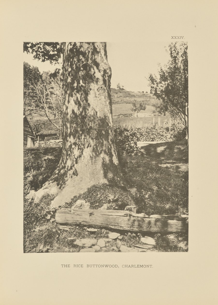 The Rice Buttonwood, Charlemont autorstwa Henry Brooks