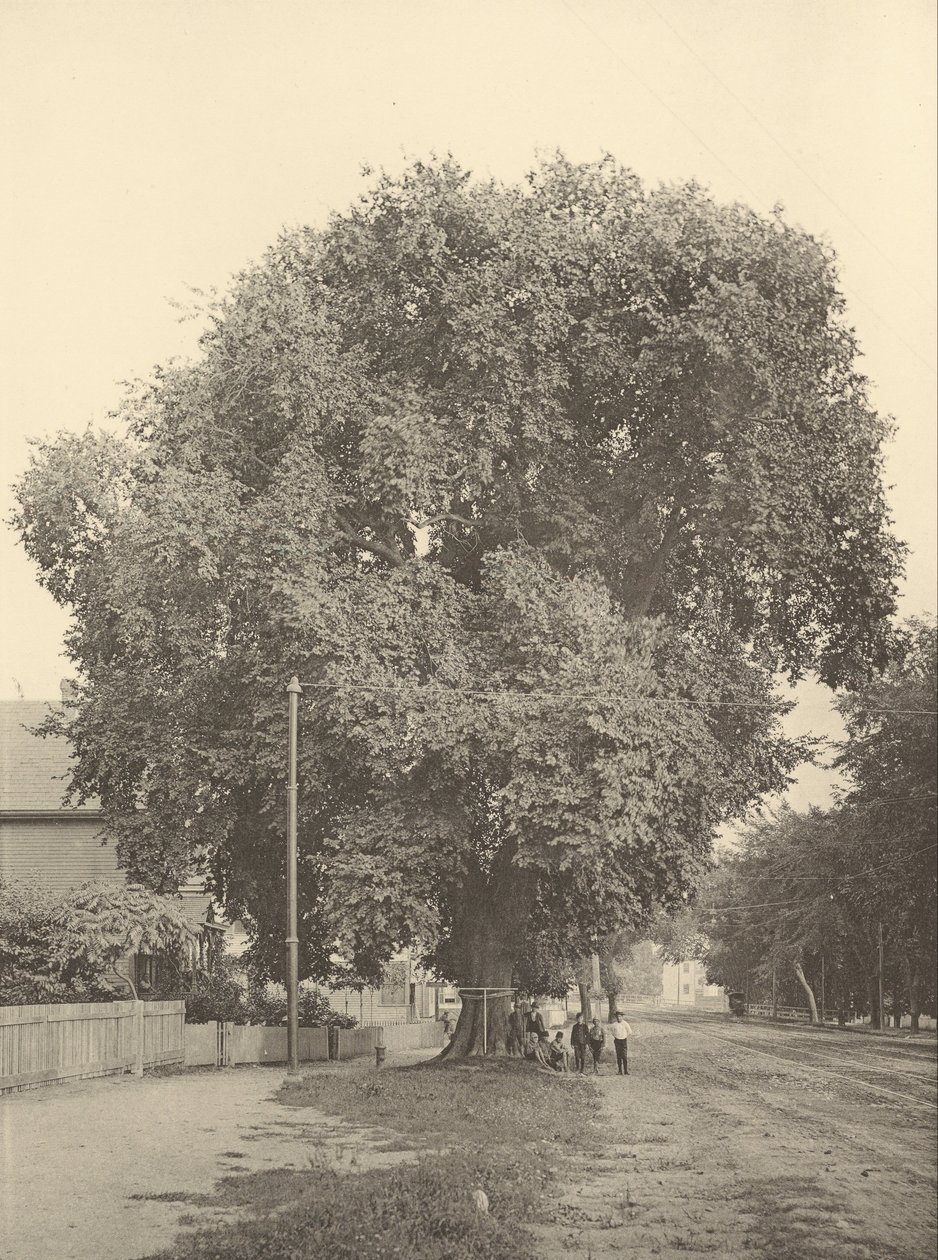 Wiąz Whittemore, Arlington autorstwa Henry Brooks