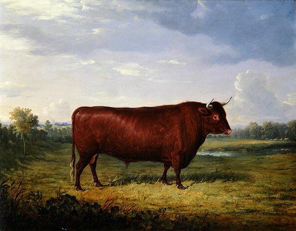 Portret brązowego byka autorstwa Henry Calvert