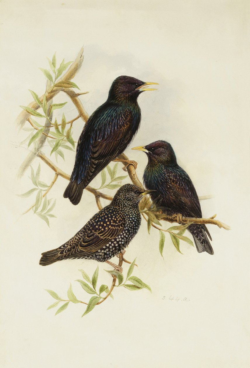 szpak zwyczajny, autorstwa Henry Constantine Richter
