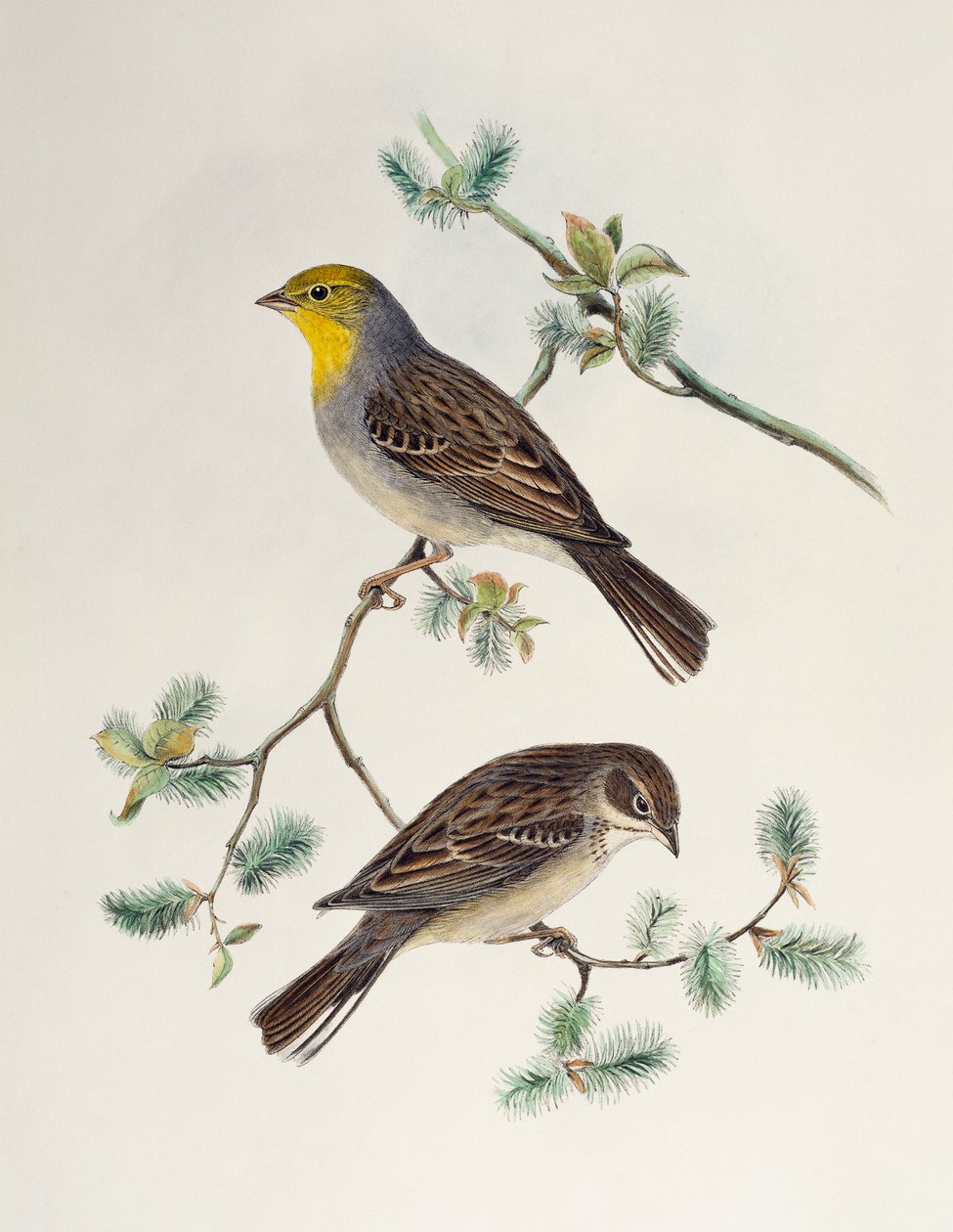 Emberiza cinerea, z Birds of Asia autorstwa Henry Constantine Richter