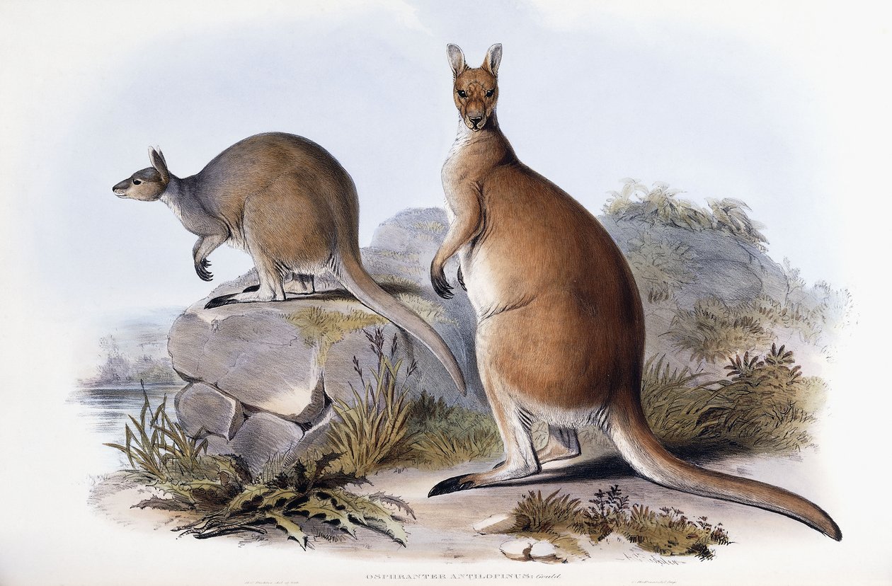 Osphranter Antilopinus autorstwa Henry Constantine Richter