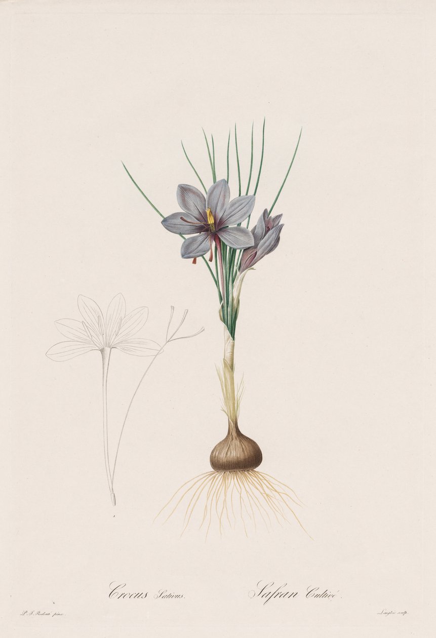 Liliaceae: Crocus Sativus autorstwa Henry Joseph Redouté