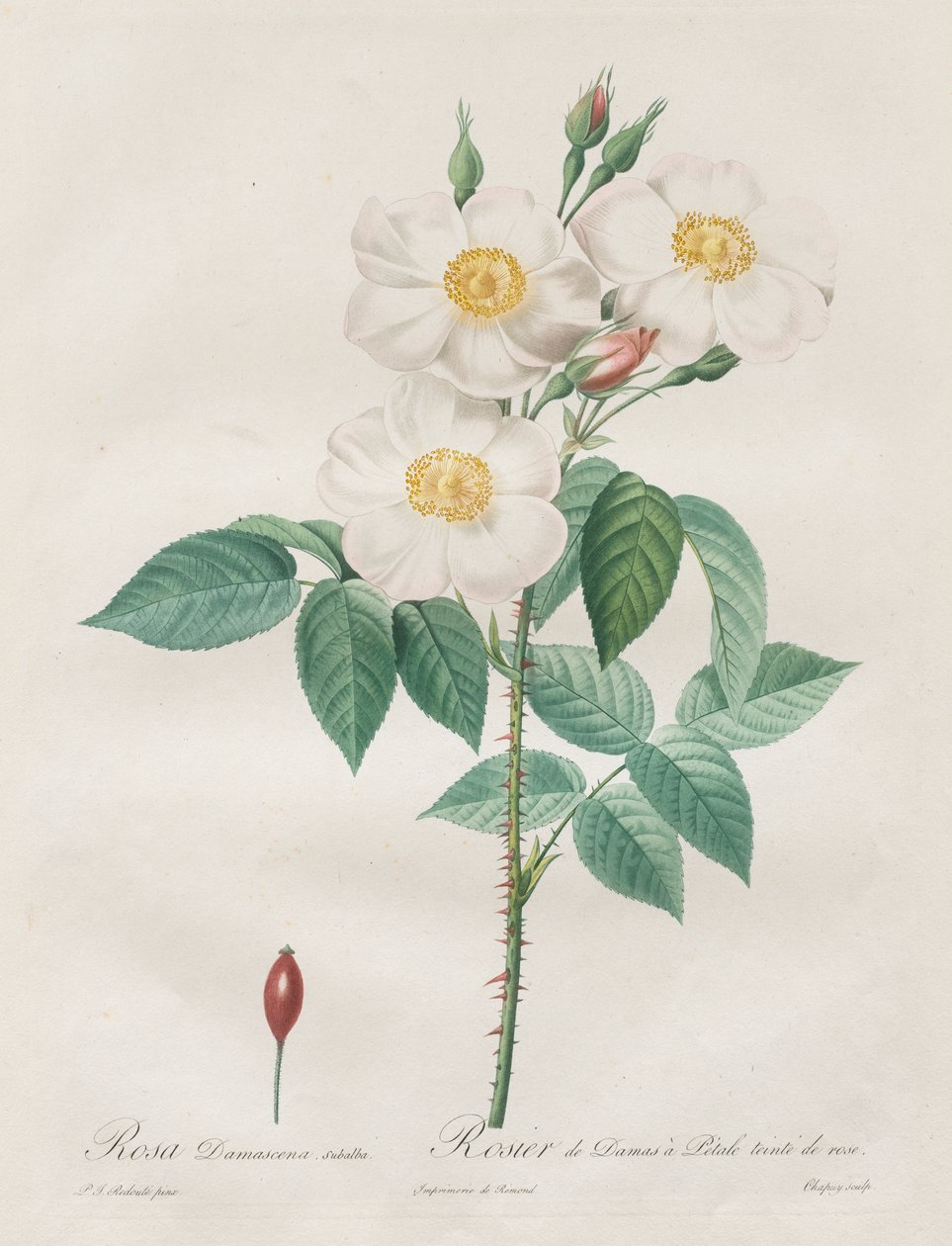 Róże: Rosa Damascena, subalba autorstwa Henry Joseph Redouté