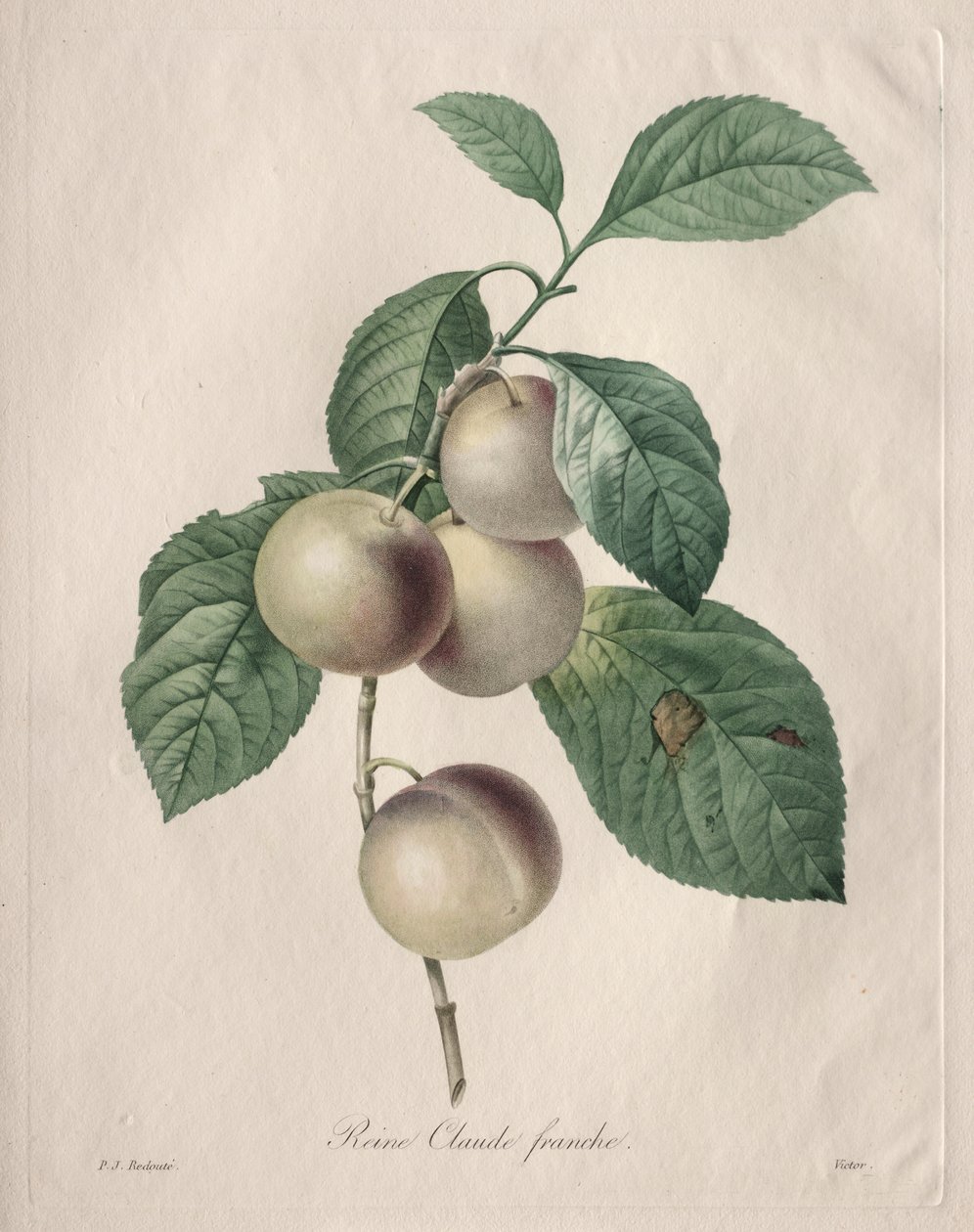 Reine Claude Śliwka autorstwa Henry Joseph Redouté