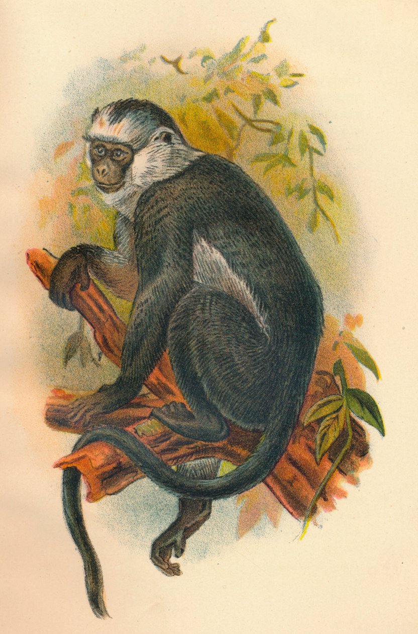 Węże Langur, 1897 autorstwa Henry Ogg Forbes