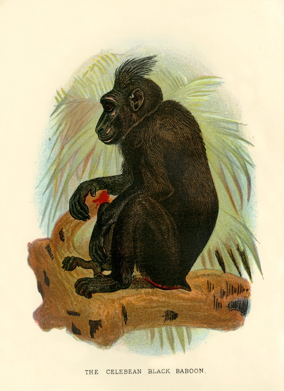 Czarny pawian celebean, 1896 r autorstwa Henry Ogg Forbes
