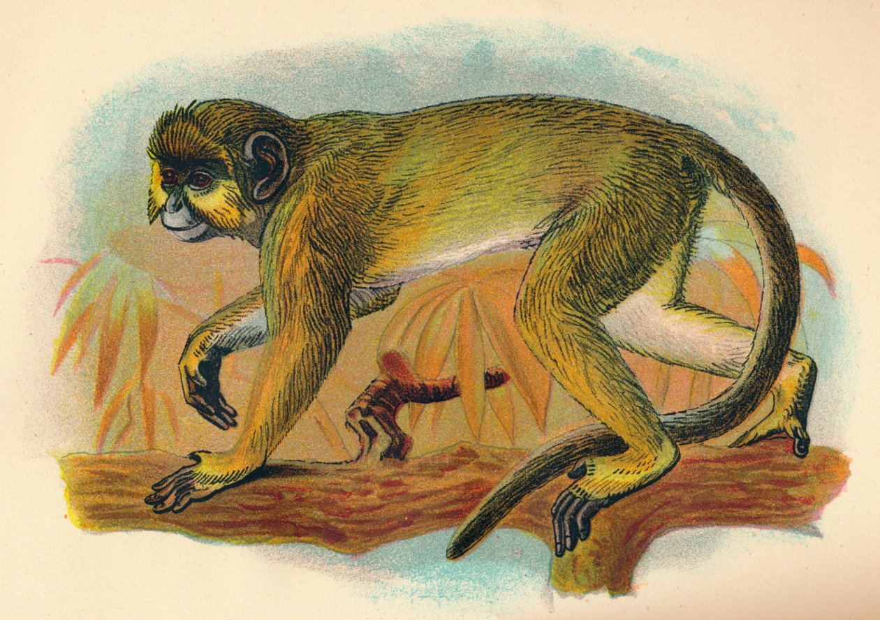 Talapoin, 1897 autorstwa Henry Ogg Forbes