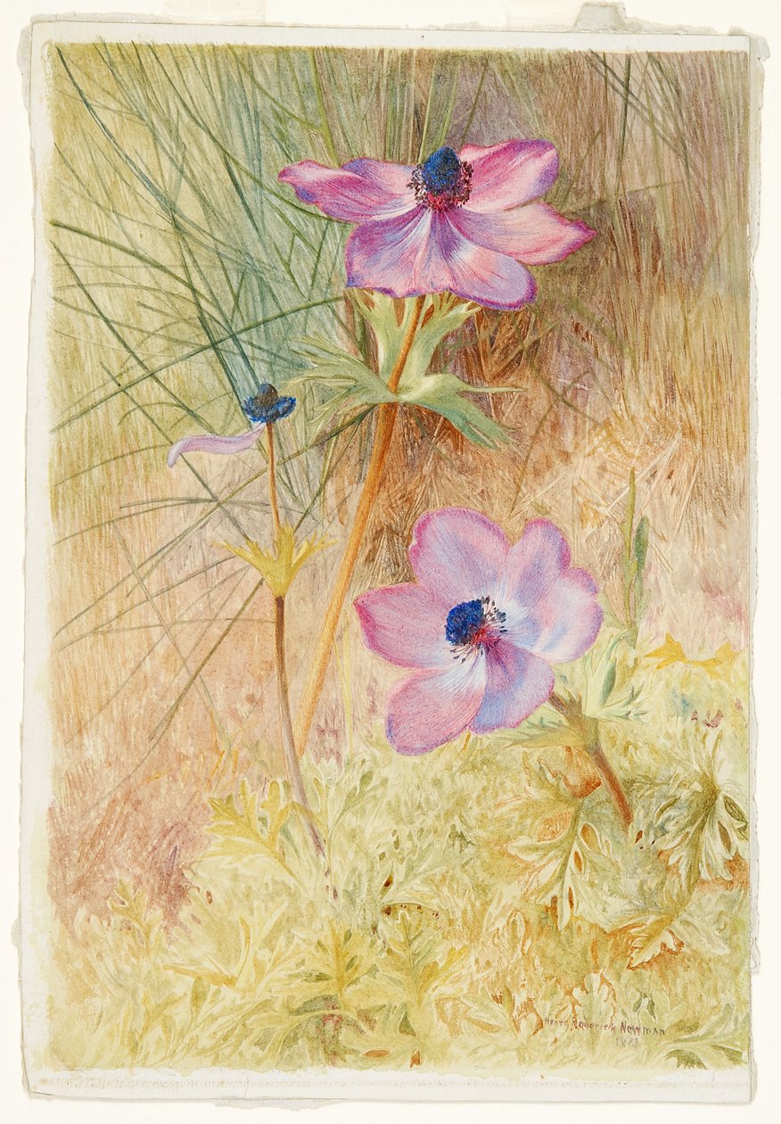 Dzikie zawilce florenckie autorstwa Henry Roderick Newman