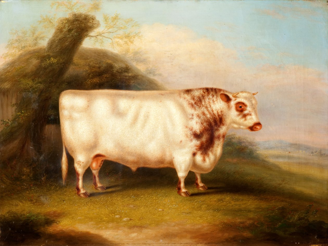 Harlsonia (byk rasy shorthorn), ok. 1855 r. autorstwa Henry Stafford