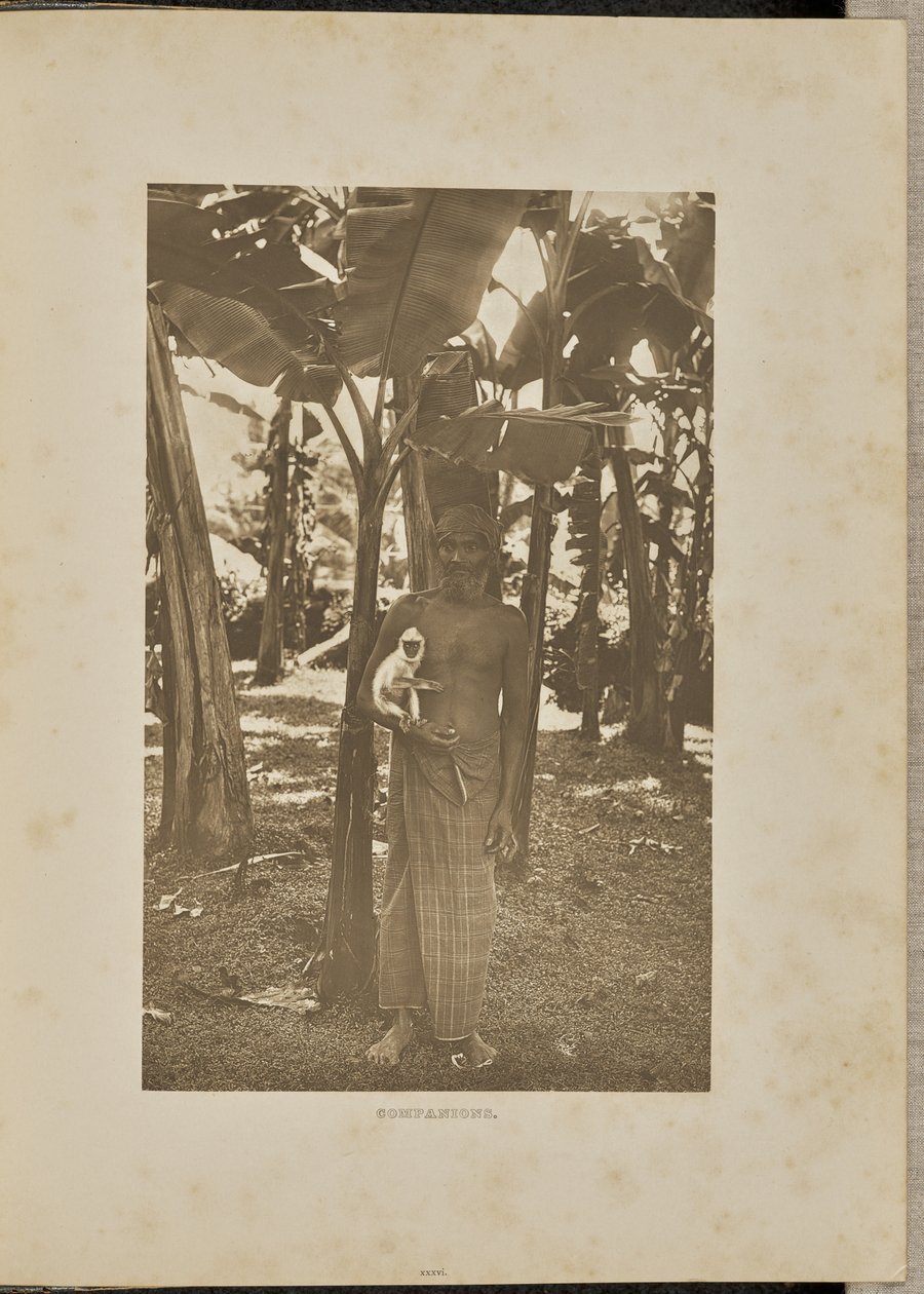 Towarzysze autorstwa Henry W. Cave