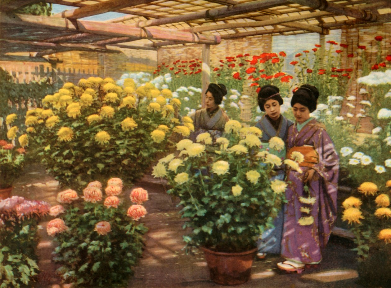Na pokazie chryzantem, 1910. autorstwa Herbert Ponting