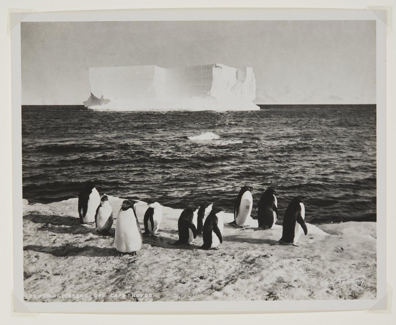 Drifting Iceberg off Cape Royds (druk bromowy) autorstwa Herbert Ponting