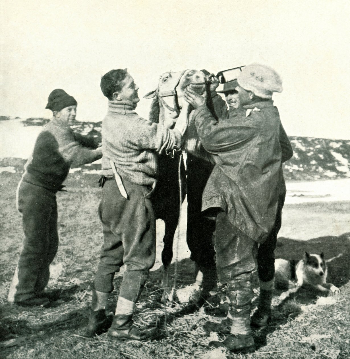 Kucyk bierze whisky, 8 lutego 1911, 1913 autorstwa Herbert Ponting