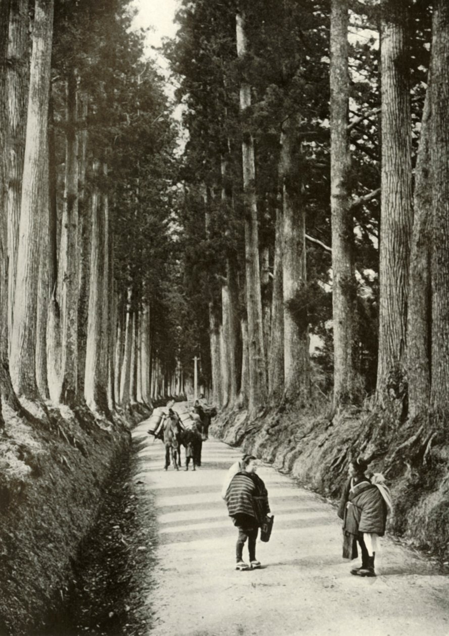 Kryptomerie w Nikko, 1910. autorstwa Herbert Ponting