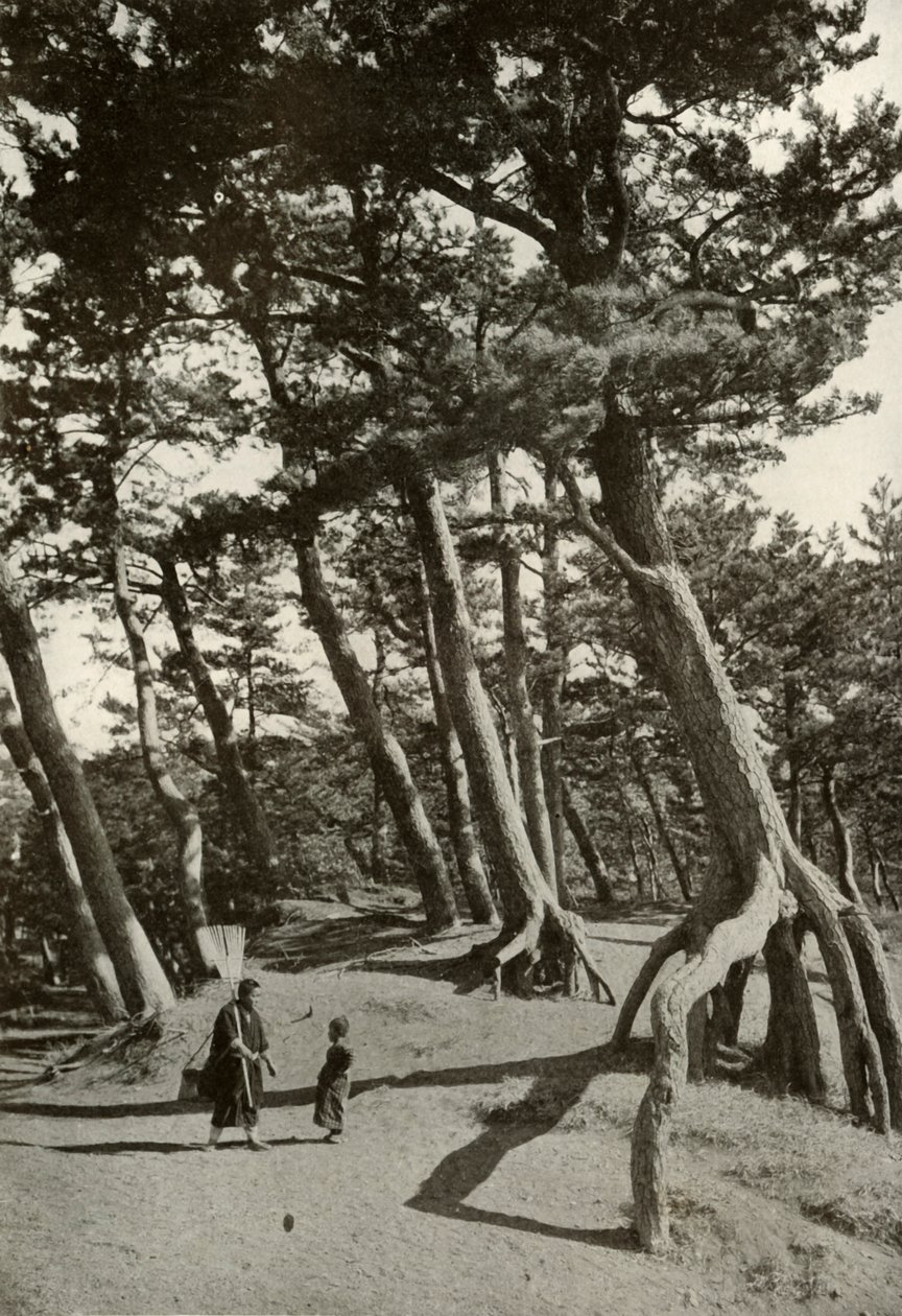 The Pines of Shizu-Ura, 1910. autorstwa Herbert Ponting