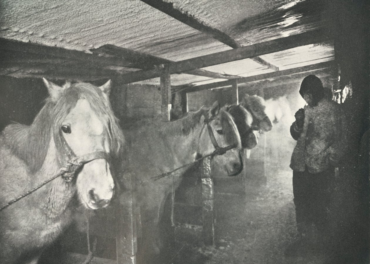 Stajnie zimą, c19101911, 1913 autorstwa Herbert Ponting