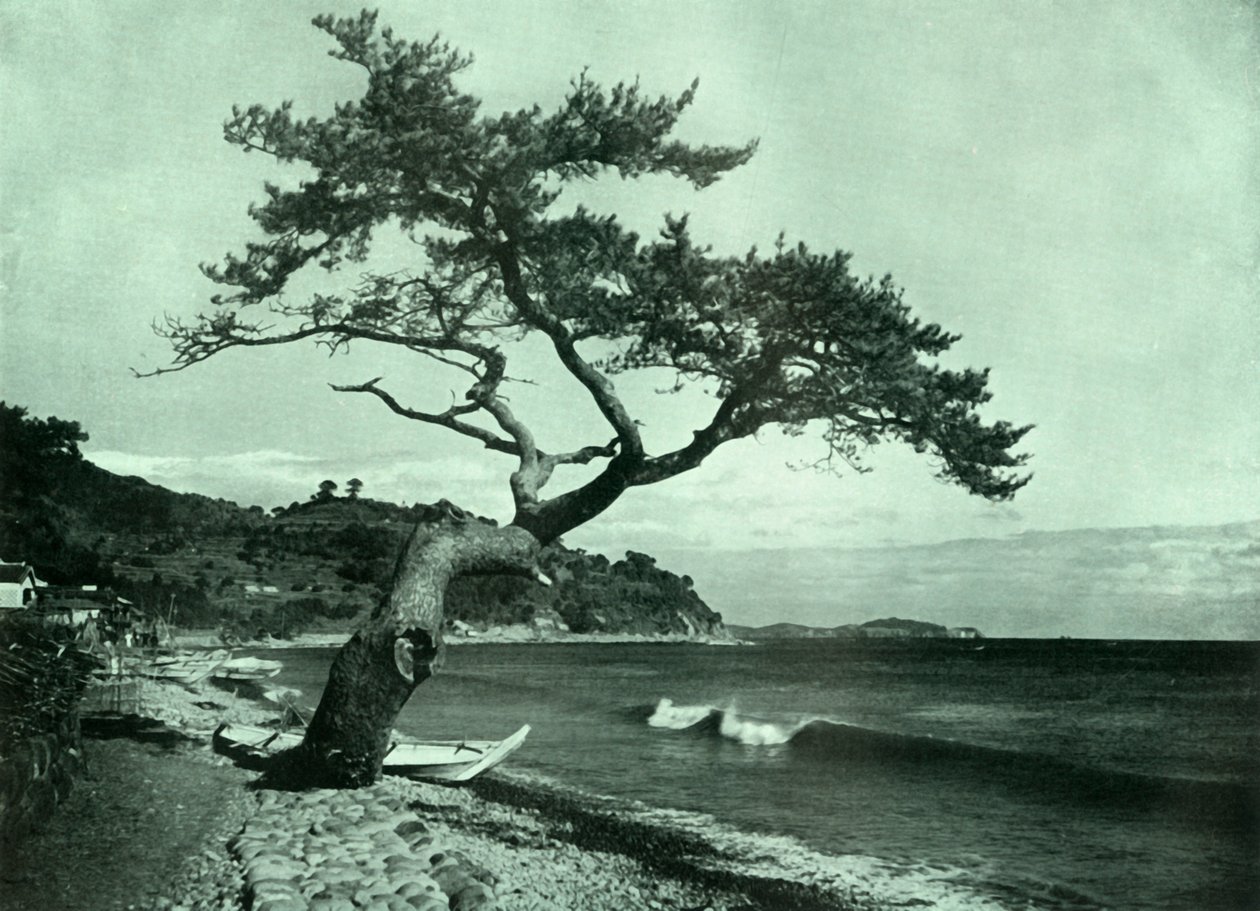 Drzewo i fala, 1910. autorstwa Herbert Ponting