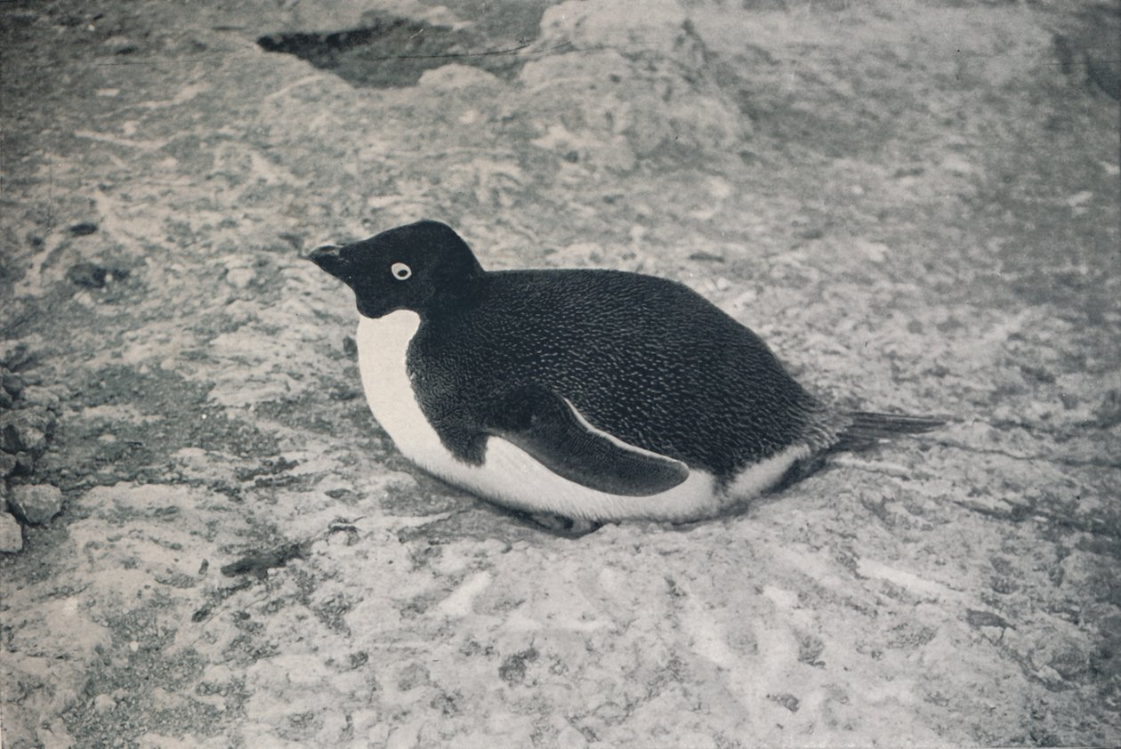 Ten nie ma, c1911, 1913 autorstwa Herbert Ponting