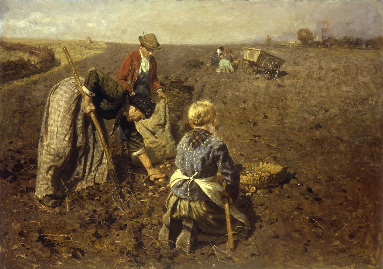 Zbiór ziemniaków autorstwa Herman Hartwich