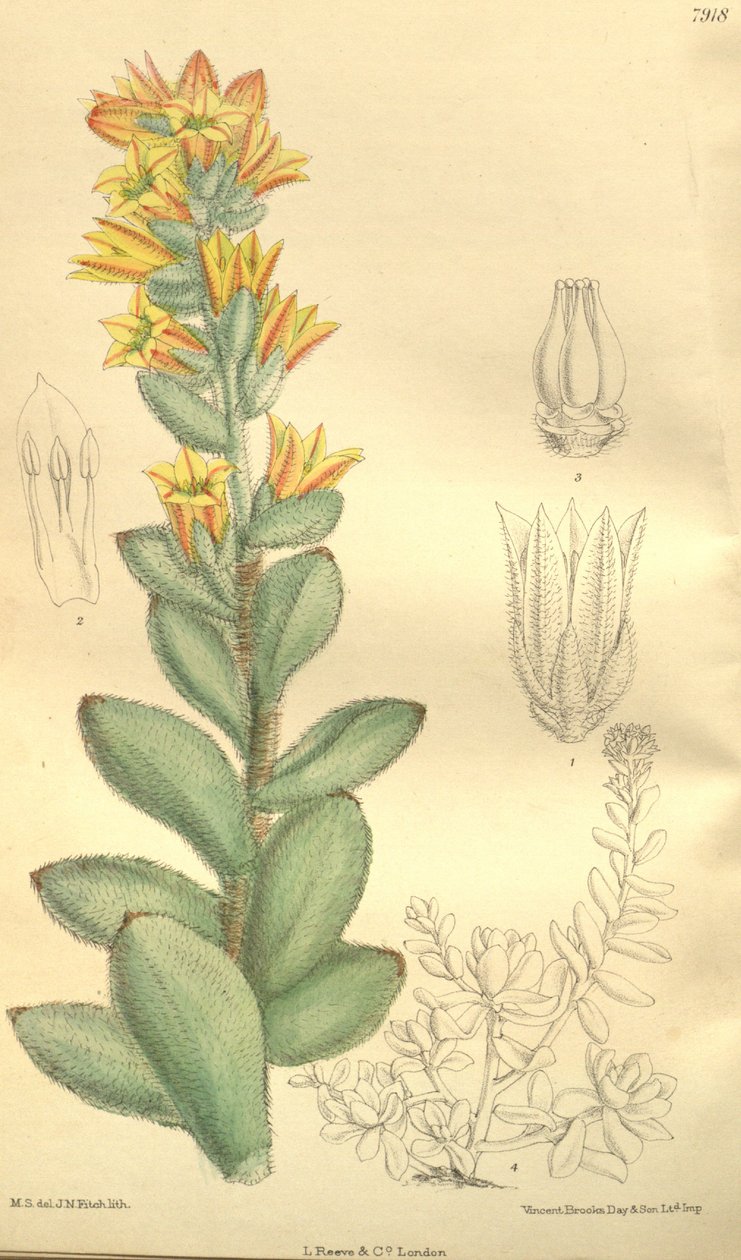 Echeveria pulvinata, jako Cotyledon pulvinata autorstwa Hooker f.