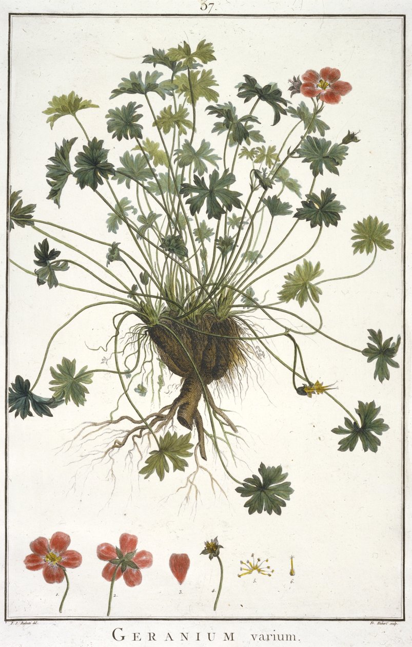 Geranium Varium, z Geraniologii, czyli z historii Erodii, Pelargoni, Monsonii i Grieli, ilustrowane ikonami, 1787-1788 autorstwa Hubert Robert