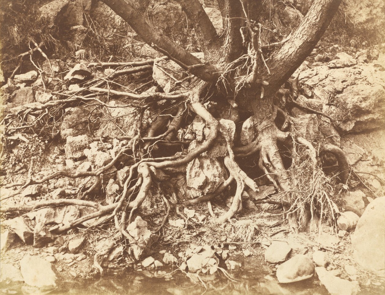 Drzewo z plątaniną korzeni, 1853. autorstwa Hugh Owen