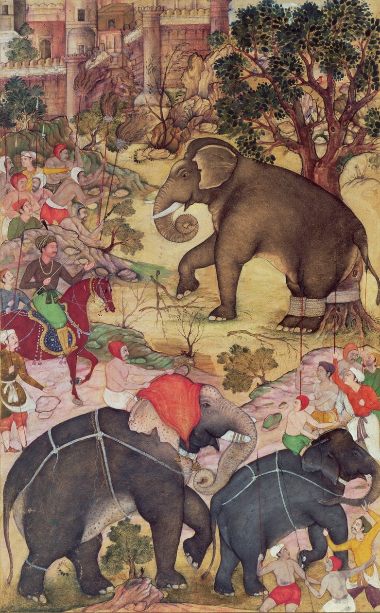 Akbar podczas inspekcji dzikiego słonia schwytanego ze stada w pobliżu Malwa, z Akbarnama, Mogołów, ok. 1590-95 (nieprzezroczyste wc i złoto na papierze) autorstwa Indian School