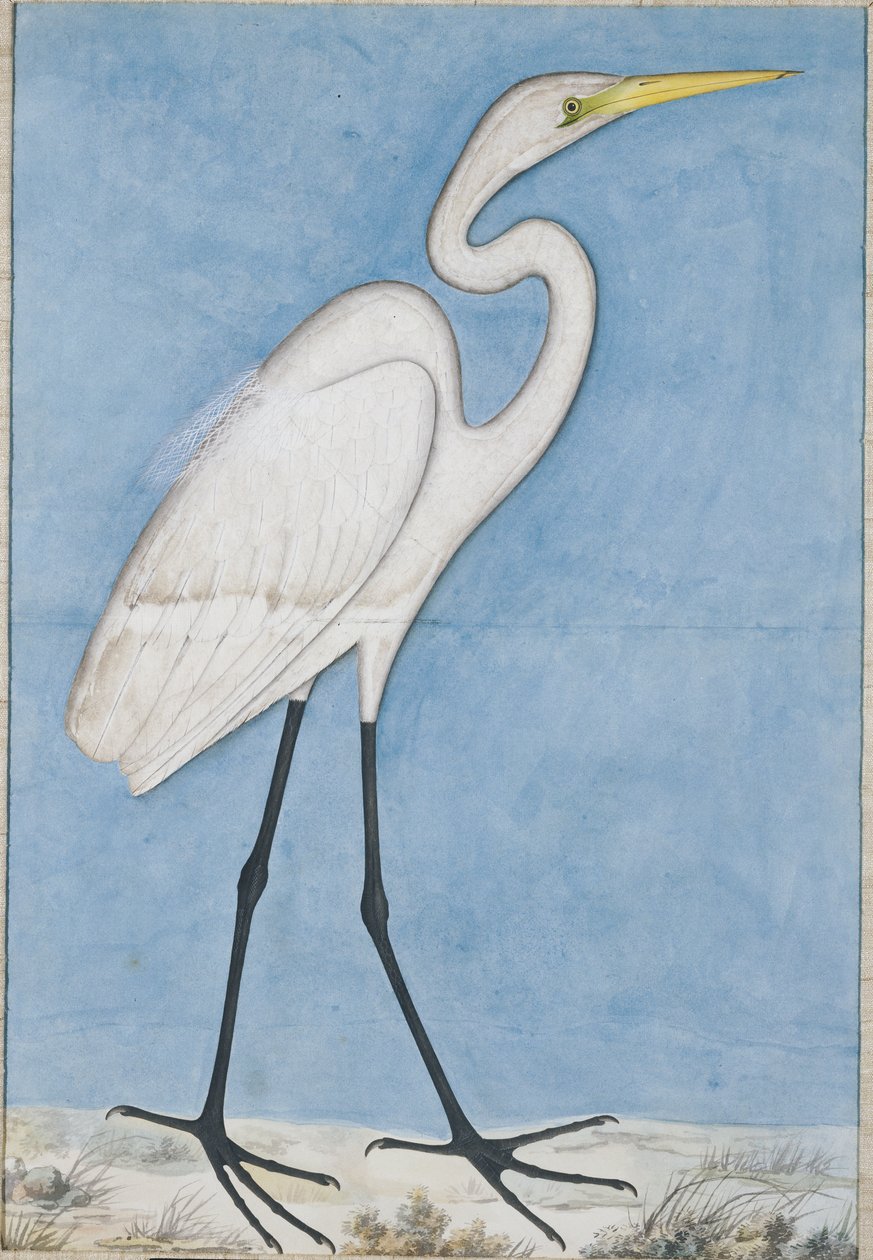 Czapla biała, Lucknow, ok. 1790 r. autorstwa Indian School