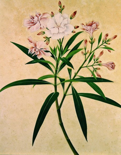 Oleander, ok. 1840 (gwasz) autorstwa Indian School